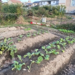 Thumbnail of post image 049